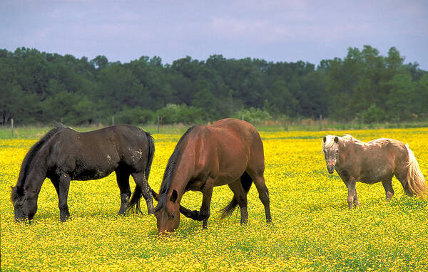 Brown Art Print featuring the photograph Brown Horse Graze on Buttercups by Carl Purcell