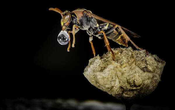 Macro Art Print featuring the photograph Bubble Blowing Wasp by Chris Cousins
