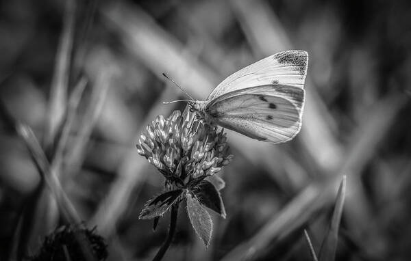 Pieris Rapae Art Print featuring the photograph Cabbage White In Gray by Ray Congrove