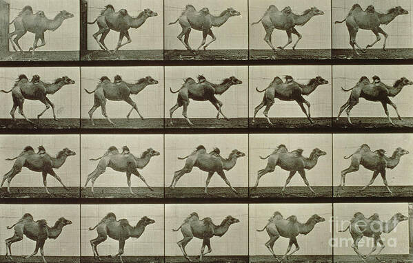 Muybridge Art Print featuring the photograph Camel by Eadweard Muybridge