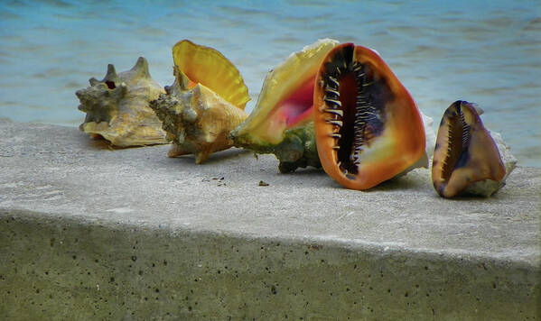 Conch Shells Art Print featuring the photograph Caribbean Charisma by Karen Wiles