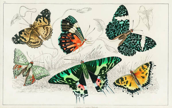 A History Of The Earth And Animated Nature Art Print featuring the painting Collection of Various Butterflies by Vincent Monozlay