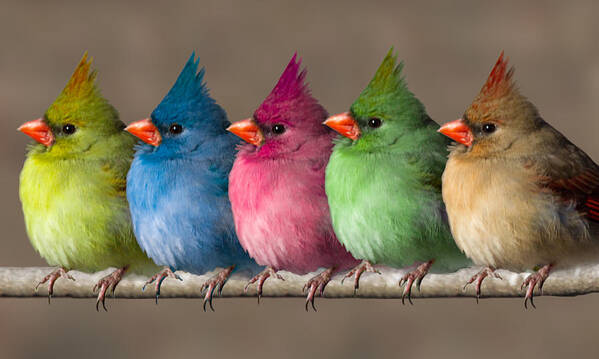 Birds Art Print featuring the photograph Colored Chicks by John Haldane