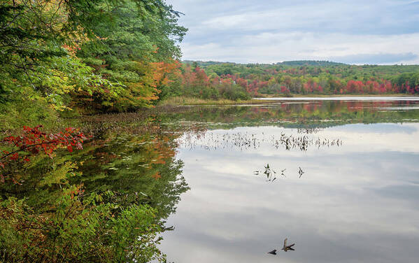 Auburn Art Print featuring the photograph Colorful trees by Jane Luxton