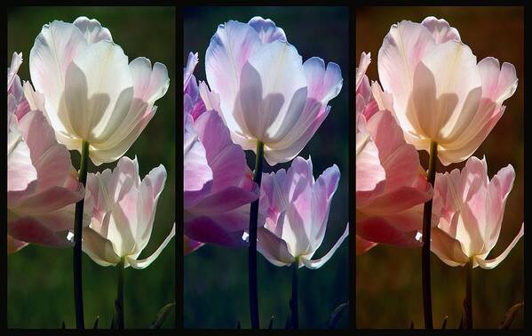 Coloured Tulips Art Print featuring the photograph Coloured Tulips by Robert Meanor