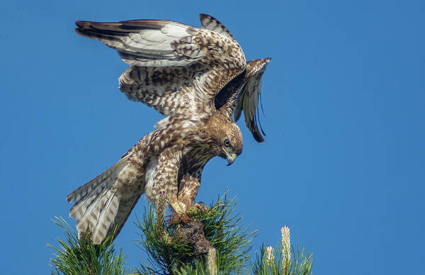Hawk Art Print featuring the photograph Red Tailed Hawk with Prey 1 by Rick Mosher