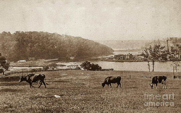 1883 Art Print featuring the photograph Cows on Baker Field by Cole Thompson