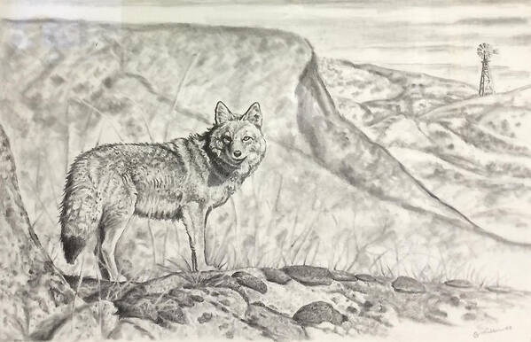 Art Art Print featuring the drawing Coyote by Bern Miller