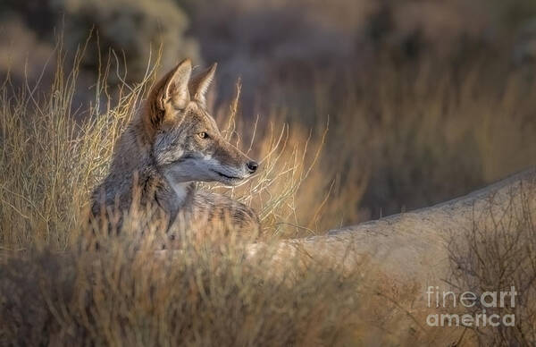 Coyote Art Print featuring the photograph Coyote Watch #1 by Lisa Manifold
