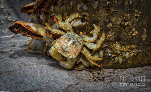 Crusty The Crab Art Print featuring the photograph Crusty The Crab by Mitch Shindelbower