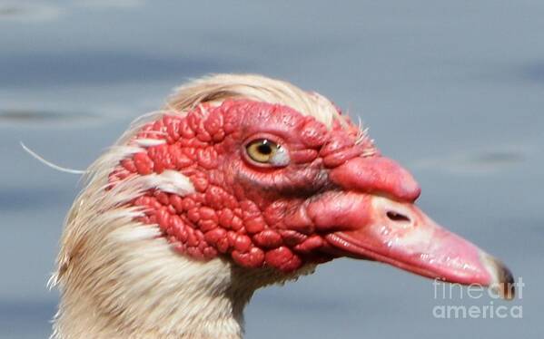 Geese Art Print featuring the photograph Crying Goose by Dani McEvoy