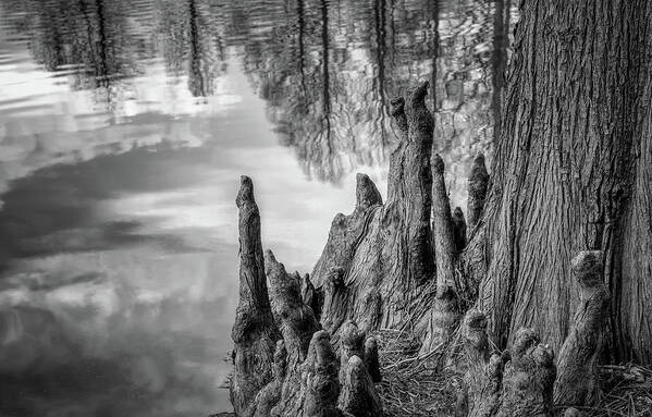 Black And White Art Print featuring the photograph Cypress Knees in bw by James Barber