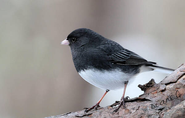 Dark-eyed Junco Art Print featuring the photograph Dark-eyed Junco by Diane Giurco