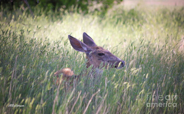 Deer Art Print featuring the photograph Deer in Grass Two by Veronica Batterson