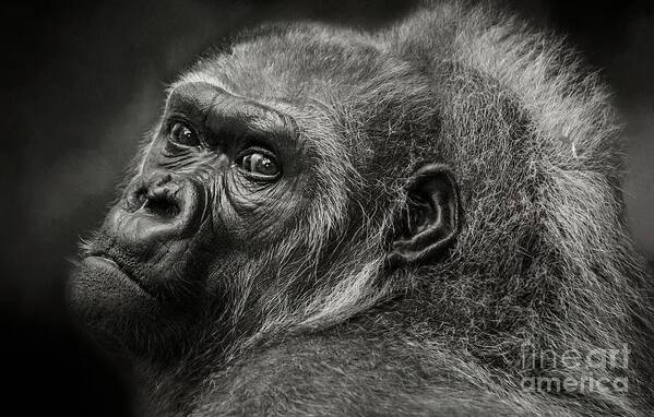 Western Lowland Gorilla Art Print featuring the photograph Desperation by Eva Lechner