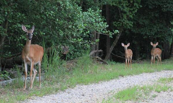 Deer Doe Twin Fawn Art Print featuring the photograph Doe With Twins by Jerry Battle