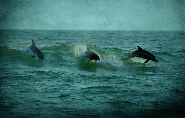 Dolphins Art Print featuring the photograph Dolphins by Sandy Keeton