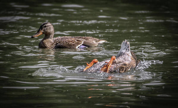 Mallard Art Print featuring the photograph Duck Soup by Ray Congrove