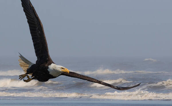 Eagle Art Print featuring the photograph Eagle and Surf by Angie Vogel