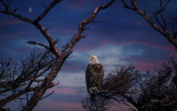 Eagle Art Print featuring the photograph Eagle Moon by Bill Posner