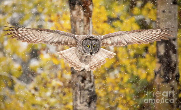 Great Gray Owl Art Print featuring the photograph Silent Approach  #2 by Aaron Whittemore