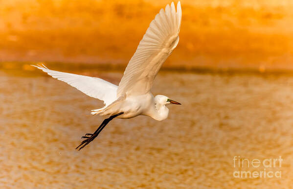 Animal Art Print featuring the photograph Egret - Going Home by Robert Frederick