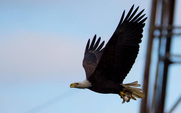 11nov15 Art Print featuring the photograph Electrifying Eagle with Fish by Jeff at JSJ Photography
