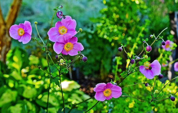 Anemone Art Print featuring the photograph Fall Gardens September Charm Anemone by Janis Senungetuk