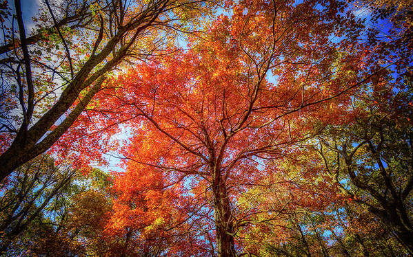 Landscape Art Print featuring the photograph Fall Red by Joe Shrader