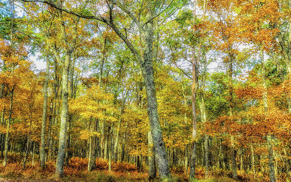 Landscape Art Print featuring the photograph Fall Yellow by Joe Shrader