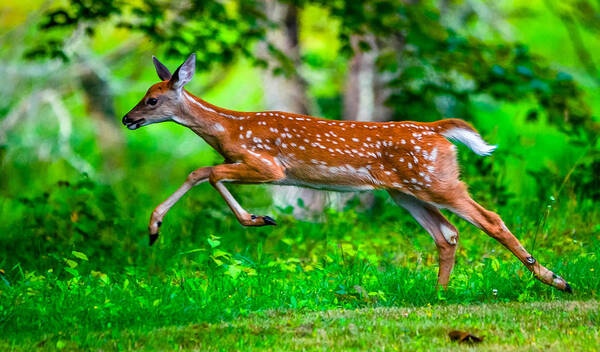  Art Print featuring the photograph Fast Fawn 2 by Brian Stevens