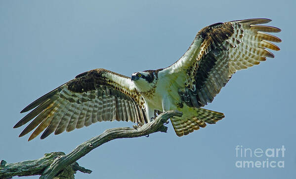 Bird Art Print featuring the photograph Female Osprey by Larry Nieland
