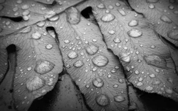Nature Art Print featuring the photograph Fern Drops in Black and White by Deborah Smith