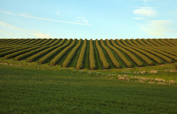 Summer Art Print featuring the photograph Field with patterns by Mike Santis