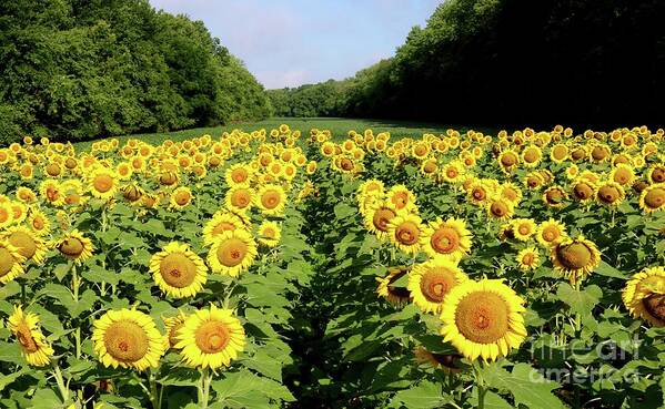 Sunflower Art Print featuring the photograph Fields of Gold by Phil Cappiali Jr