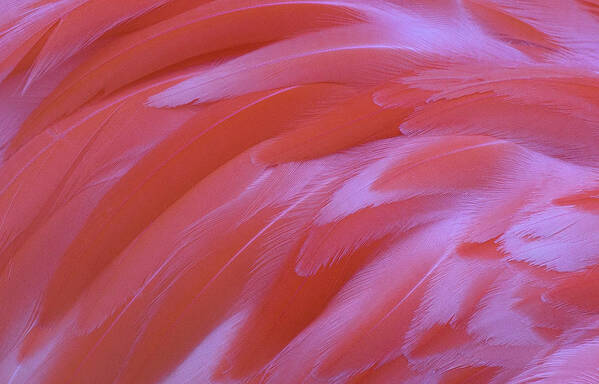 Flamingo Feathers Art Print featuring the photograph Flamingo Flow 2 by Michael Hubley