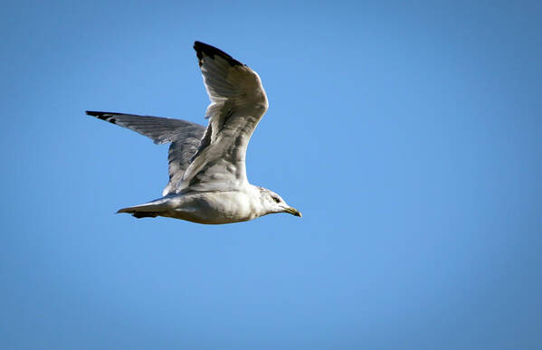 Seagull Art Print featuring the photograph Flight Of The Seagull by Ray Congrove