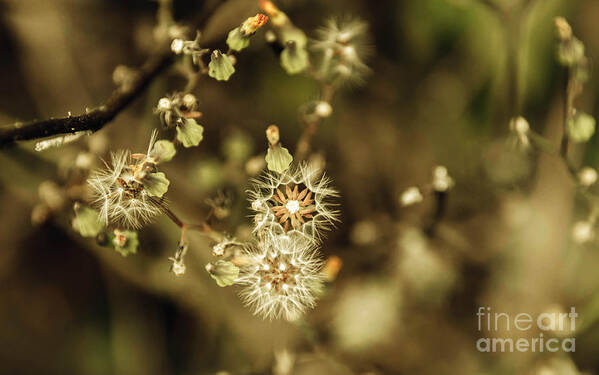 Foliage Art Print featuring the photograph Floral 11 by Andrea Anderegg