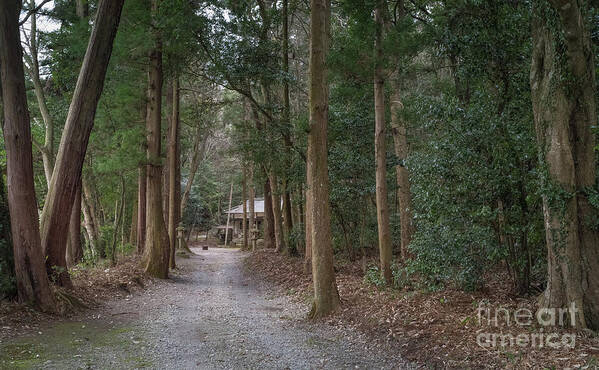 Shrine Art Print featuring the photograph Forrest Shrine, Japan by Perry Rodriguez