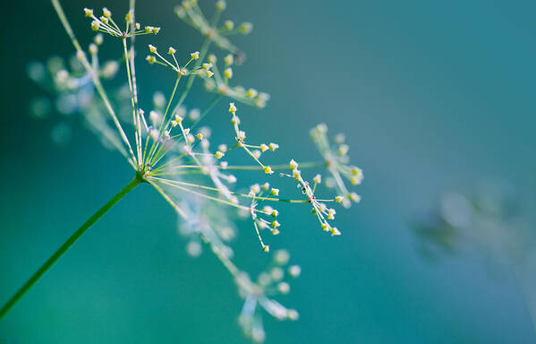Dill Art Print featuring the photograph Fragile Dill Umbels by Nailia Schwarz