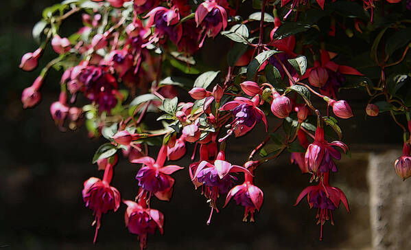 Canvas Print Art Print featuring the photograph Fuchsia Blossoms by Yvonne Wright