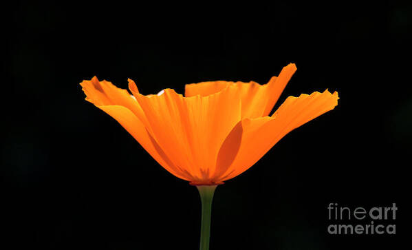 2017 Art Print featuring the photograph Full Bloom CA Poppy by Shawn Jeffries