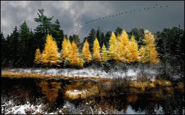 Larch Art Print featuring the photograph Geese Over Tamarack by Wayne King