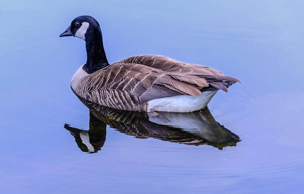Goose Art Print featuring the photograph Goose Reflection by Jerry Cahill