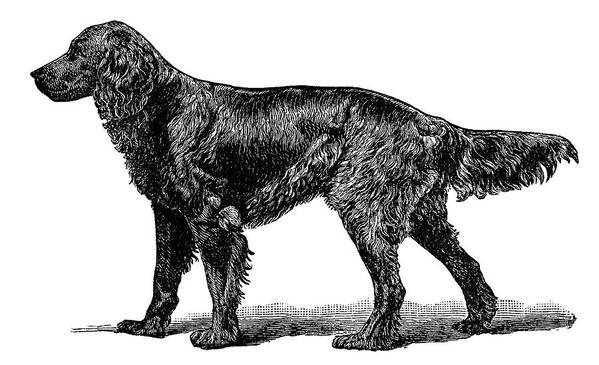 Gordon Setter Dog Engraving Art Print featuring the painting Gordon Setter Dog Engraving by MotionAge Designs