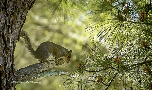 Squirrel Art Print featuring the photograph Grabbing a few Zees by Ed Stines