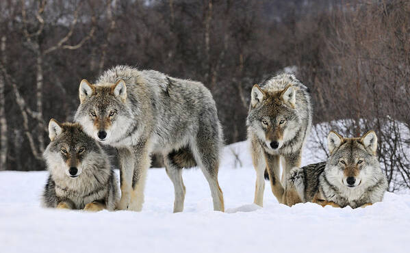 00436589 Art Print featuring the photograph Gray Wolves Norway by Jasper Doest