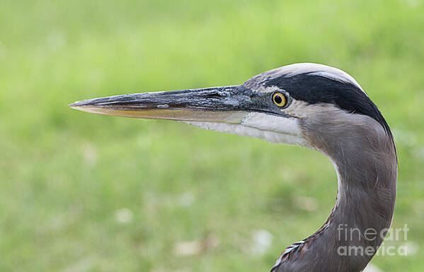 Great Blue Heron Art Print featuring the photograph Great Blue Heron by Elisabeth Lucas