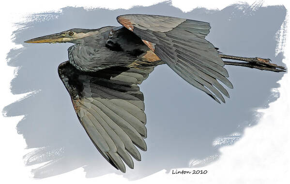 Great Blue Heron Art Print featuring the digital art Great Blue Heron Flight by Larry Linton