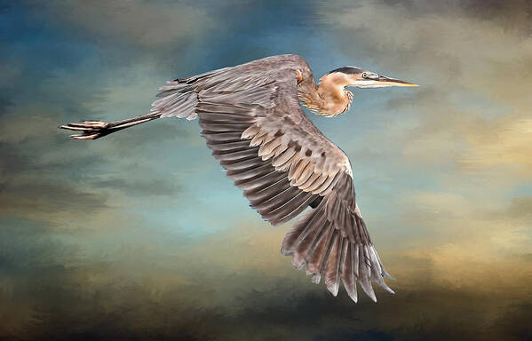 Great Blue Heron Art Print featuring the photograph Great Blue Heron In Flight by HH Photography of Florida